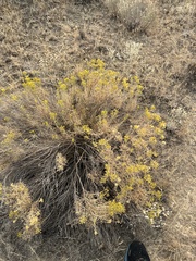 Chrysothamnus viscidiflorus