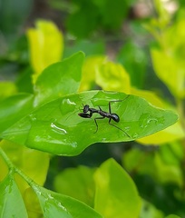 Odontomantis
