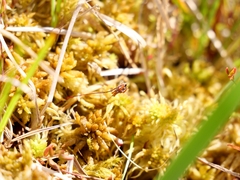 Vaccinium microcarpum