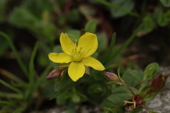 Hypericum japonicum