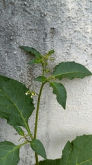 Solanum americanum