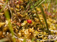 Vaccinium microcarpum
