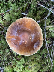 Cortinarius seidliae
