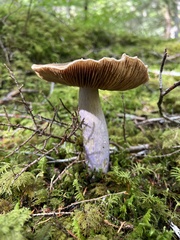 Cortinarius seidliae