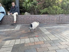 Threskiornis molucca