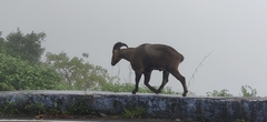 Nilgiritragus hylocrius