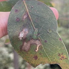 Araneus talipedatus