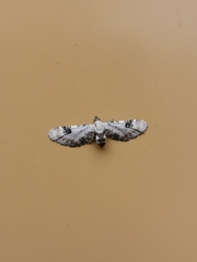 Eupithecia centaureata