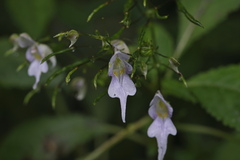 Impatiens bicornuta