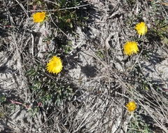 Lampranthus explanatus