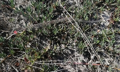 Lampranthus explanatus