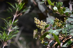 Muehlenbeckia tamnifolia