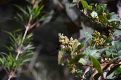 Muehlenbeckia tamnifolia