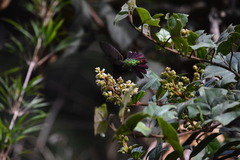 Muehlenbeckia tamnifolia