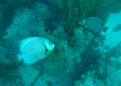 Pomacanthus arcuatus
