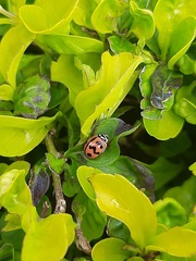 Cheilomenes sexmaculata