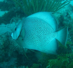 Pomacanthus arcuatus