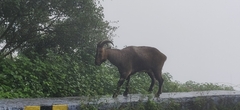 Nilgiritragus hylocrius