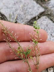 Lepidium virginicum