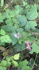 Rubus caesius