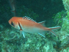 Myripristis jacobus