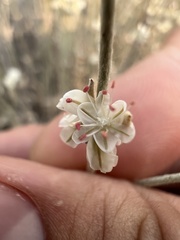 Eriogonum niveum