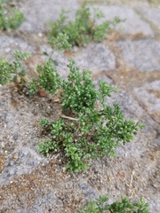 Polycarpon tetraphyllum