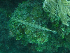 Aulostomus maculatus