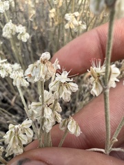 Eriogonum niveum