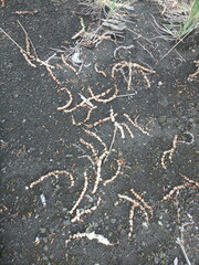 Populus suaveolens