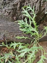 Diplotaxis tenuifolia