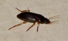 Harpalus pensylvanicus