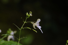 Impatiens bicornuta