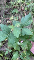Rubus caesius
