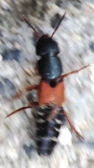 Platydracus stercorarius