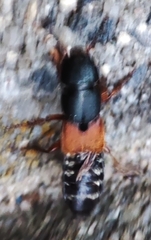 Platydracus stercorarius