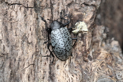 Cypherotylus californicus