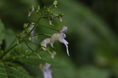 Impatiens bicornuta