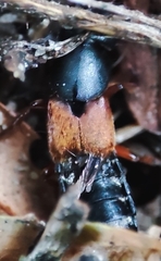 Platydracus stercorarius