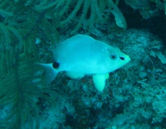 Hypoplectrus unicolor