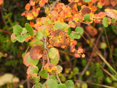 Betula nana