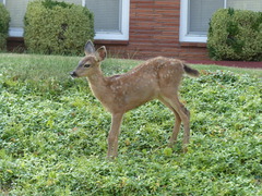 Odocoileus hemionus columbianus