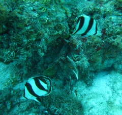 Chaetodon striatus