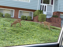 Odocoileus hemionus columbianus