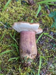 Tylopilus badiceps