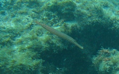 Aulostomus maculatus
