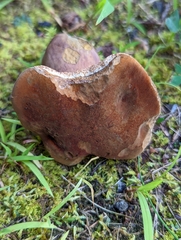 Tylopilus badiceps