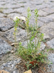 Lepidium virginicum