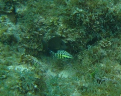 Serranus tigrinus
