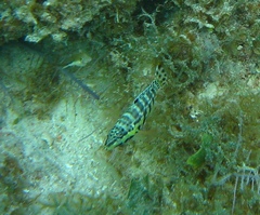 Serranus tigrinus